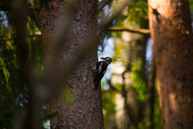 Yazın doğal ortamında ağaç kütüğündeki güzel ağaçkakan. Kuzey Avrupa 'nın Woodlands sakini.