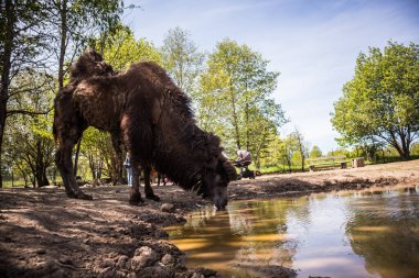 Küçük bir hayvanat bahçesinde evcilleştirilmiş bir deve. Evcil çiftlik hayvan portresi.