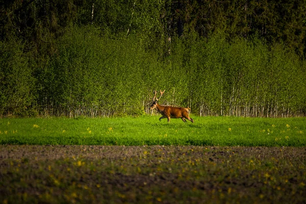 Beautiful Red Deer Bull Feeding Meadow Forest Adult Deer Antlers — Stock Photo, Image