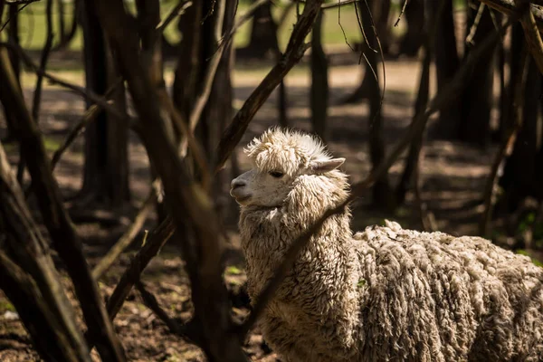 Een Gedomesticeerde Lama Boerderij Mini Dierentuin Een Portret Van Een — Stockfoto