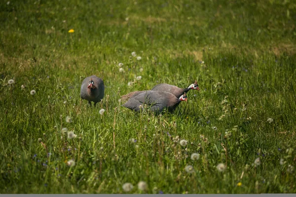 Schöne Uhus Die Sich Gras Ernähren Numida Meleagris Sommer Garten — Stockfoto