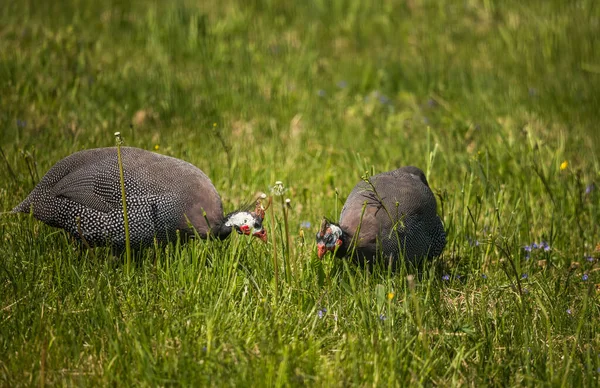 Lindos Pássaros Guineafowl Alimentando Grama Numida Meleagris Jardim Durante Verão — Fotografia de Stock