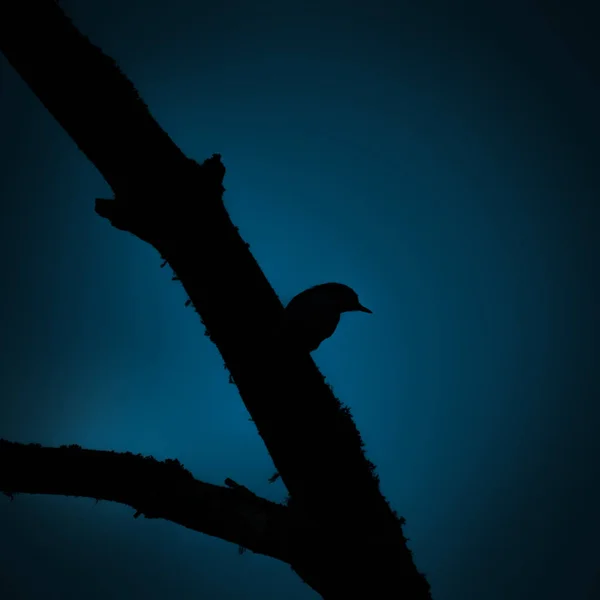 Маленькая Поющая Птица Сидящая Дереве Сумерках Силуэт Тёмной Птицы Фоне — стоковое фото