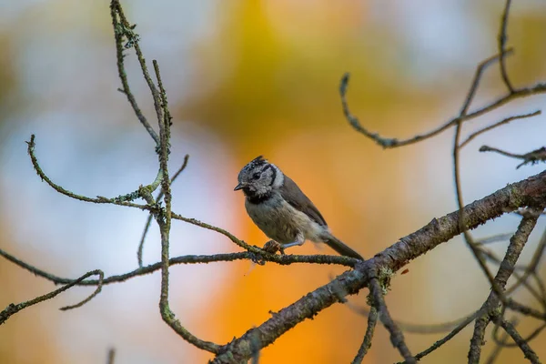 Eine Schöne Europäische Haubenmeise Auf Dem Zweig Einer Kiefer Waldlandschaft — Stockfoto