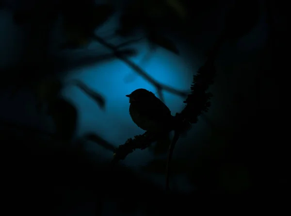 Όμορφο Μικρό Πουλί Που Τραγουδάει Καθισμένο Στο Δέντρο Σούρουπο Σκούρο — Φωτογραφία Αρχείου
