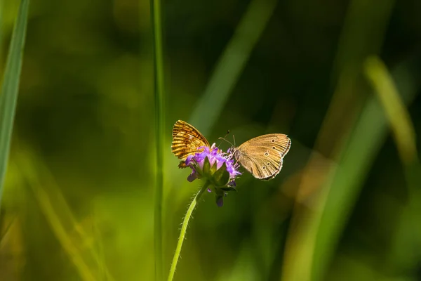 Маленькая Бабочка Сидящая Траве Летнем Лугу Утренние Часы Северной Европе — стоковое фото