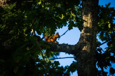 Yaz ormanlarında ağaçta güzel bir kırmızı sincap. Kuzey Avrupa 'nın yerel hayvanlarının olduğu renkli bir manzara.