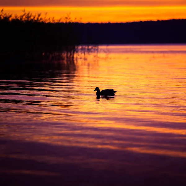 Schöne Stockenten Die Den Sonnenaufgangsstunden See Schwimmen Sommerliche Landschaft Mit — Stockfoto