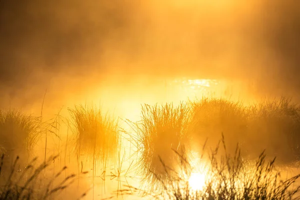 Ein Nebliger Morgen Überfluteten Feuchtgebietsteich Während Der Sonnenaufgangsstunden Sommerliche Landschaft — Stockfoto