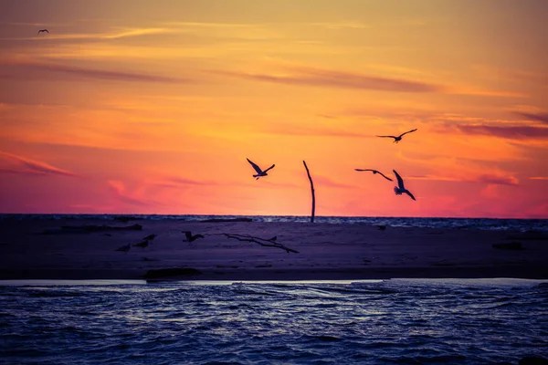 Vakkert Solnedgangslandskap Med Måker Som Flyr Mot Den Dramatiske Himmelen – stockfoto