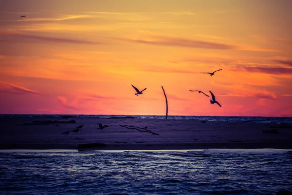 Hermoso Paisaje Puesta Sol Con Gaviotas Volando Contra Cielo Dramático — Foto de Stock