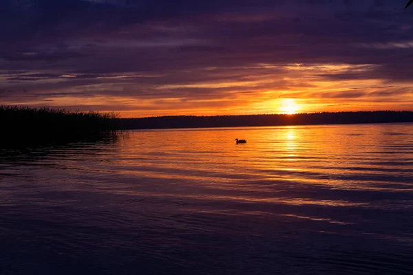 アヒルと湖で美しい夜の風景 水鳥と湖畔で夏の夕日 水中の鳥 — ストック写真