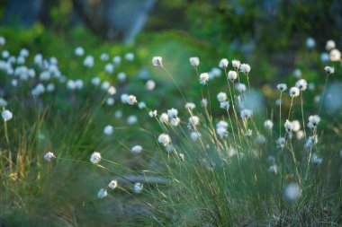 Ormanın ıslak bölgelerinde yetişen pamuk çimleri olan bir orman manzarası. Kuzey Avrupa 'nın yaz manzarası.
