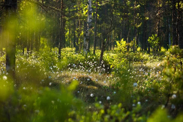 森の中にコットングラスが生えている森の風景 北ヨーロッパの夏の風景 — ストック写真