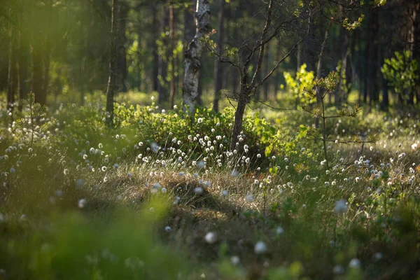 지대에 이자라고 있습니다 북유럽의 여름철 — 스톡 사진