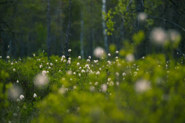 Forest Landscape Cottongrass Growing Wet Area Woodland Summertime Scenery Northern — Stock Photo, Image