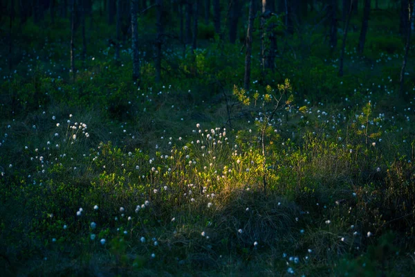 一个森林景观与棉草生长在潮湿的林地地区 北欧的夏季风景 — 图库照片