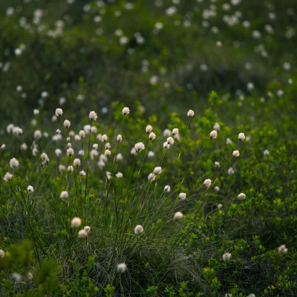 Eine Waldlandschaft Mit Baumwollgras Das Feuchten Waldgebiet Wächst Sommerliche Landschaft — Stockfoto