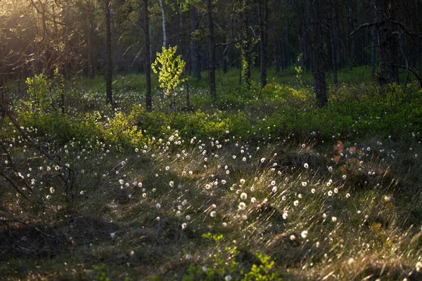 Uma Paisagem Florestal Com Capim Algodão Crescendo Área Úmida Floresta — Fotografia de Stock