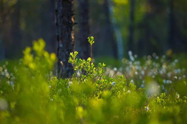 Paysage Forestier Avec Herbe Coton Poussant Dans Zone Humide Forêt — Photo