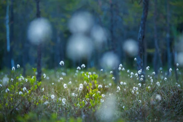 Forest Landscape Cottongrass Growing Wet Area Woodland Summertime Scenery Northern — Stock Photo, Image