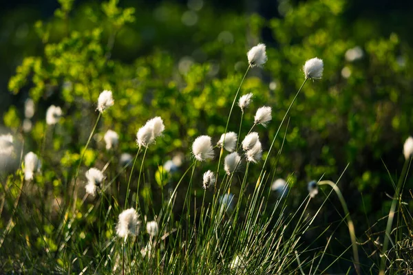 Ένα Δασικό Τοπίο Cottongrass Αυξάνεται Στην Υγρή Περιοχή Του Δάσους — Φωτογραφία Αρχείου
