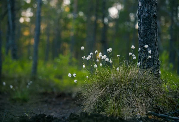 一个森林景观与棉草生长在潮湿的林地地区 北欧的夏季风景 — 图库照片