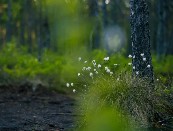 Forest Landscape Cottongrass Growing Wet Area Woodland Summertime Scenery Northern — Stock Photo, Image