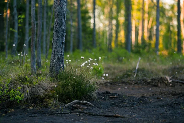 Paysage Forestier Avec Herbe Coton Poussant Dans Zone Humide Forêt — Photo