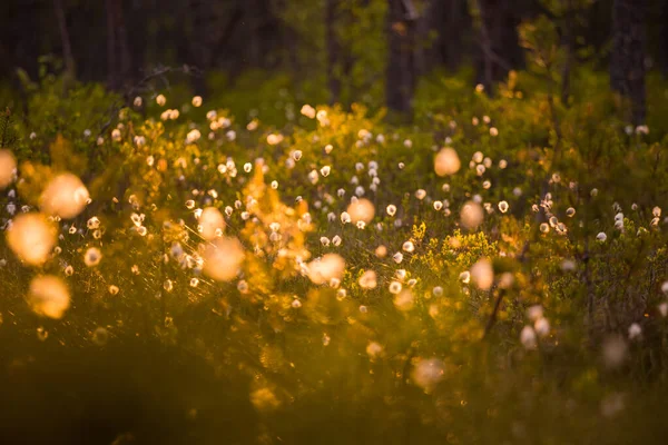 Piękny Letni Krajobraz Trawą Bawełnianą Rosnącą Kwitnącą Bagnistej Okolicy Lasu — Zdjęcie stockowe
