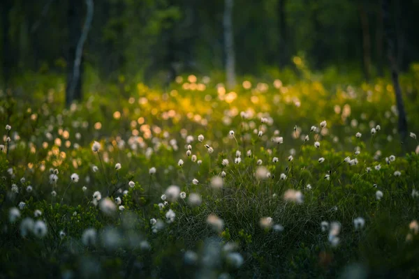 Eine Wunderschöne Sommerlandschaft Mit Baumwollgras Das Sumpfigen Waldgebiet Wächst Und — Stockfoto