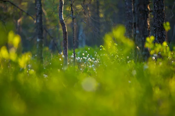 Beau Paysage Estival Avec Herbe Coton Qui Pousse Fleurit Dans — Photo