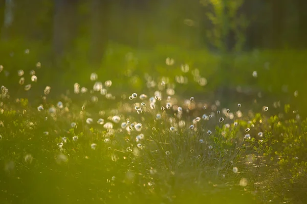 Ένα Όμορφο Καλοκαιρινό Τοπίο Cottongrass Αυξάνεται Και Ανθίζει Στην Βαλτώδη — Φωτογραφία Αρχείου