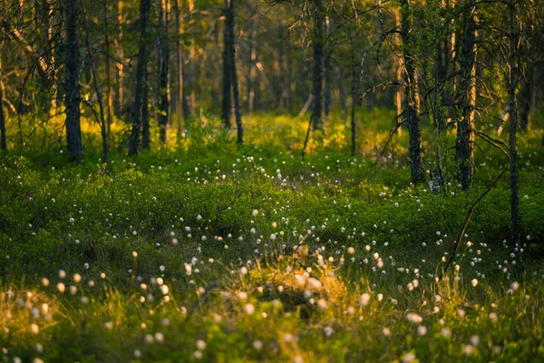 Uma Bela Paisagem Verão Com Grama Algodão Crescendo Florescendo Área — Fotografia de Stock