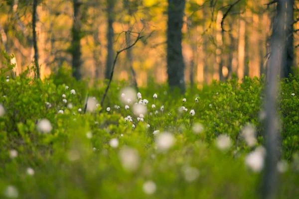 Eine Wunderschöne Sommerlandschaft Mit Baumwollgras Das Sumpfigen Waldgebiet Wächst Und — Stockfoto