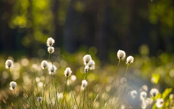 Ένα Όμορφο Καλοκαιρινό Τοπίο Cottongrass Αυξάνεται Και Ανθίζει Στην Βαλτώδη — Φωτογραφία Αρχείου