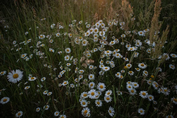 Bellissimo Paesaggio All Alba Con Margherite Che Sbocciano Nel Campo — Foto Stock