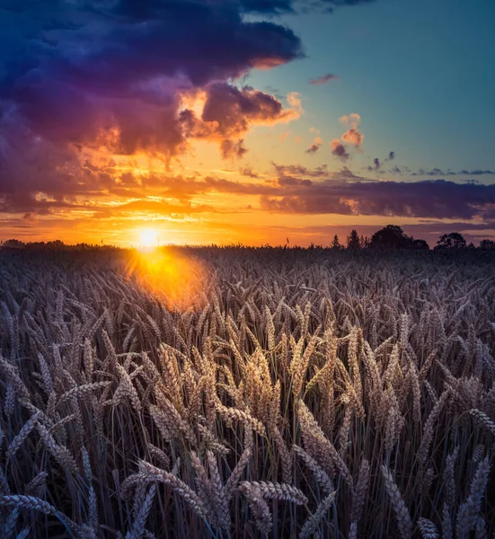 Een Prachtig Landschap Van Een Gouden Graangewas Veld Zomer Zonsopgang — Stockfoto