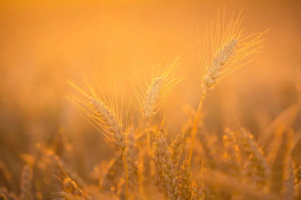 Eine Wunderschöne Landschaft Mit Goldenem Getreidefeld Sommerlichen Sonnenaufgang Sommerliche Landschaft — Stockfoto