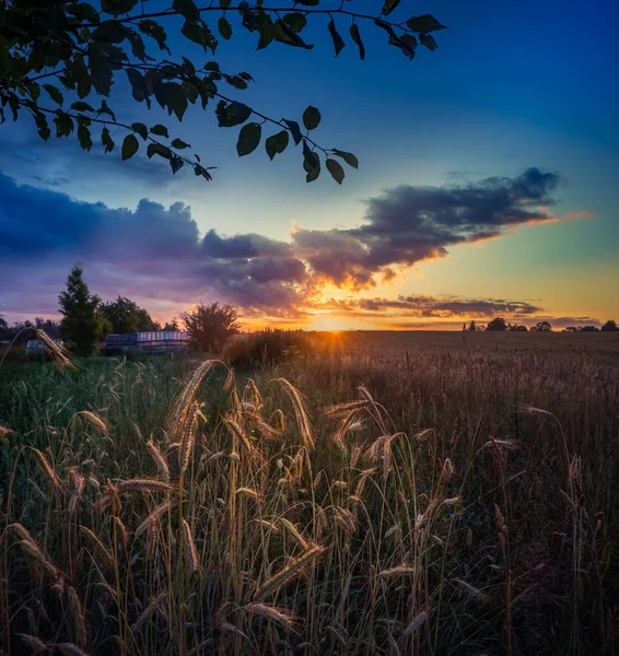 Uma Bela Paisagem Campo Cultivo Grãos Dourados Nascer Sol Verão — Fotografia de Stock