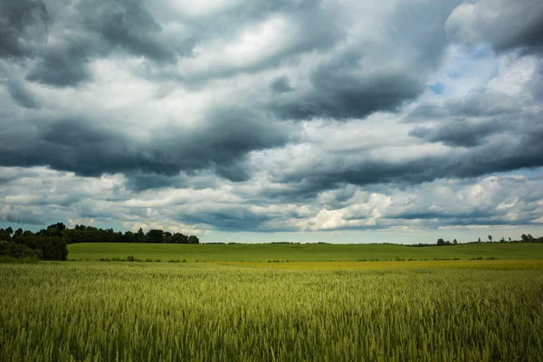 Ett Vackert Sädesfält Mitt Sommaren Sommartid Landskap Norra Europa — Stockfoto