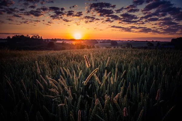 Beautiful Crop Grain Field Middle Summer Summertime Scenery Northern Europe — Stock Photo, Image