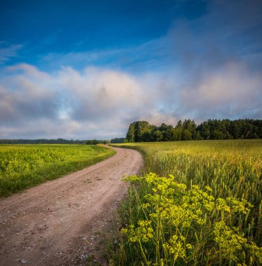Güneşin doğuşunda çiçek açan güzel bir yaz çayırı. Kuzey Avrupa 'nın yaz manzarası.
