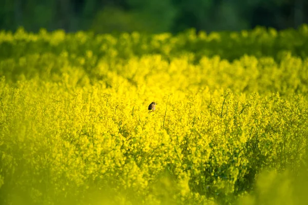 Beautiful Summer Morning Landscape Blooming Yellow Canola Field Rapeseed Blossoming — Stock Photo, Image