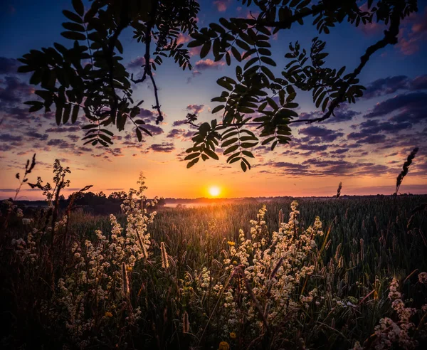 Eine Schöne Weiße Wildblume Die Auf Dem Sommerfeld Wächst Und — Stockfoto