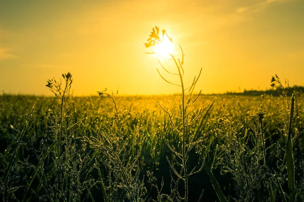 Eine Schöne Sommerwiese Mit Blühenden Wildblumen Den Sonnenaufgangsstunden Sommerliche Landschaft — Stockfoto