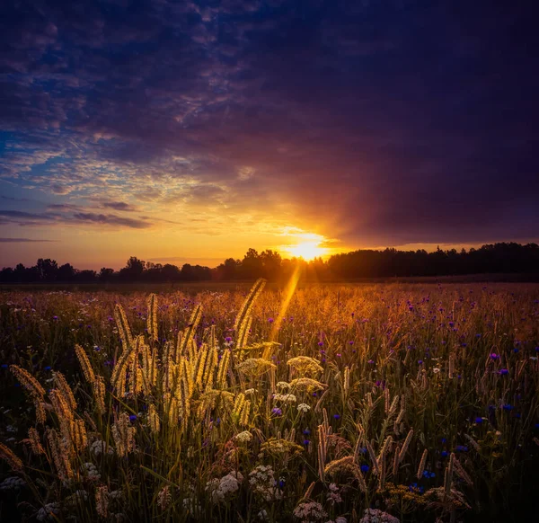 Beautiful Summer Meadow Blooming Wildflowers Sunrise Hours Summertime Scenery Northern — Stock Photo, Image