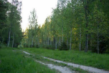 Yazın ılıman bir ormanın güzel bir sabah manzarası. Ağaçları ve bitkileri olan ormanlık alanlar. Kuzey Avrupa 'nın yaz manzarası.