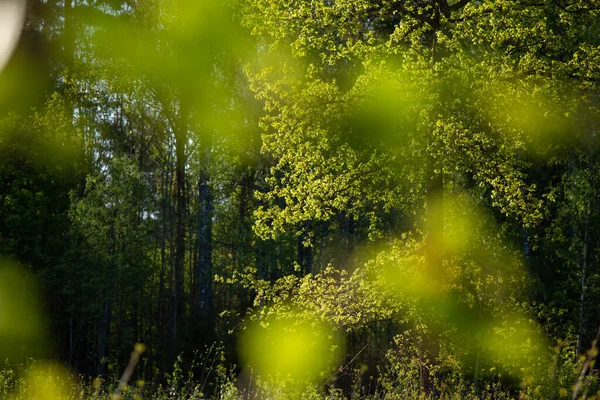 Hermoso Paisaje Matutino Foreast Templado Verano Bosques Con Árboles Vegetación — Foto de Stock