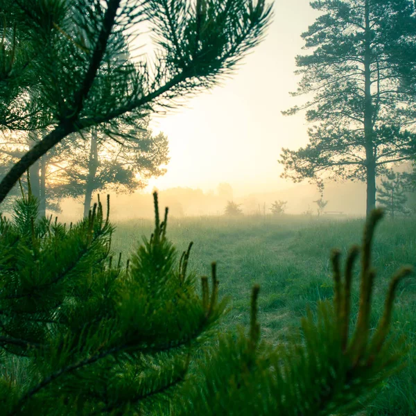 Beau Paysage Matinal Front Tempéré Été Terres Boisées Avec Arbres — Photo